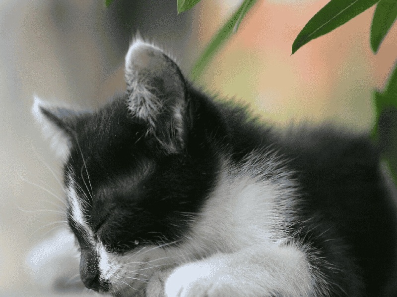 泰国保生儿子的费用,福建能做供卵试管